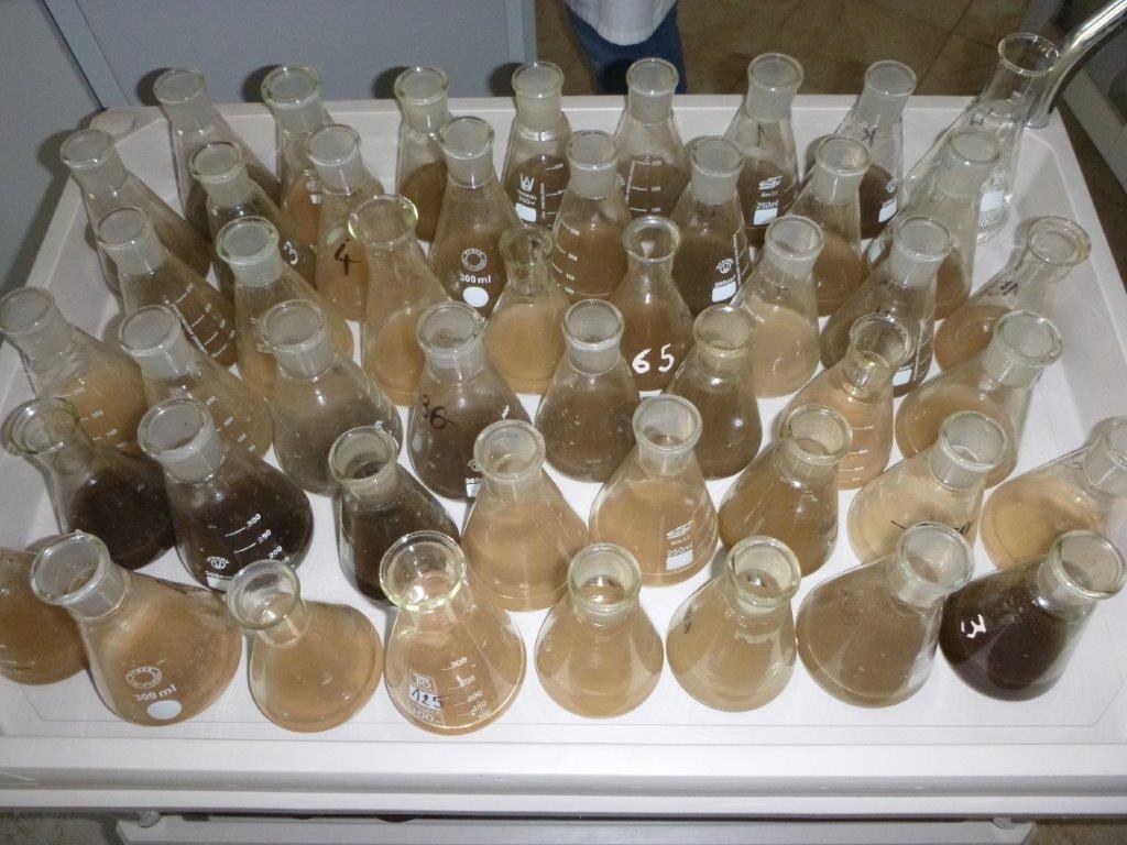 Zdjęcie przygotowanych do analizy próbek w kolbkach